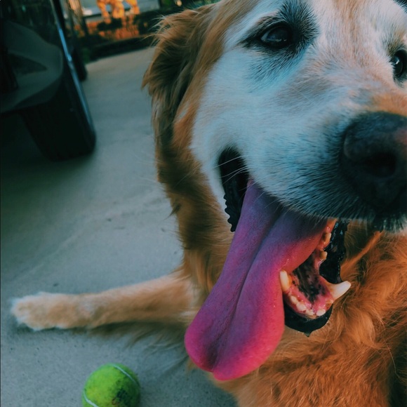 Meet your Posher, Avrie - Picture 4 of 5